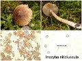 Inocybe nitidiuscula-amf1022-2